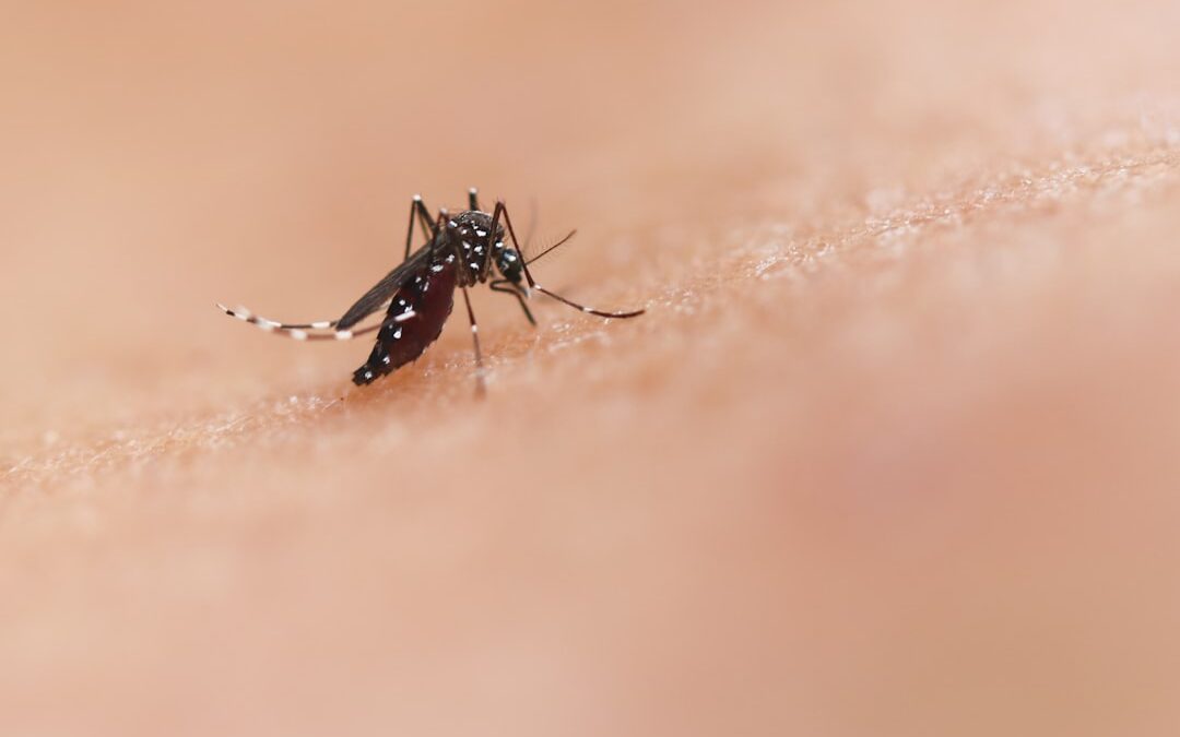 diy insect bite relief