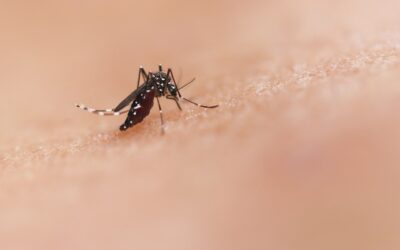 Don’t Scratch That! Easy DIY Bug Bite Relief at Home