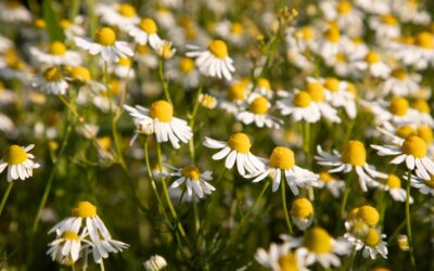 The Best Herbal Compresses and Teas to Soothe Irritated Skin