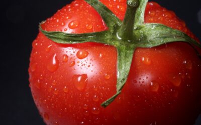 Red Alert: How to Get a Tomato Allergy IgE Blood Test