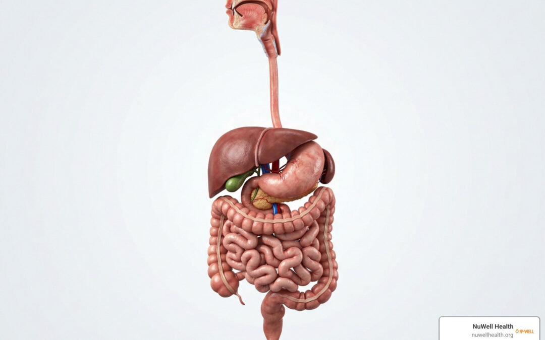 Anatomy of the human digestive system showing gastrointestinal tract organs