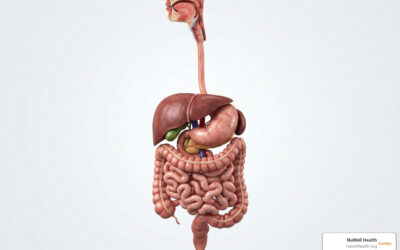 A Comprehensive Guide to Constant Stomach Issues and Their Causes