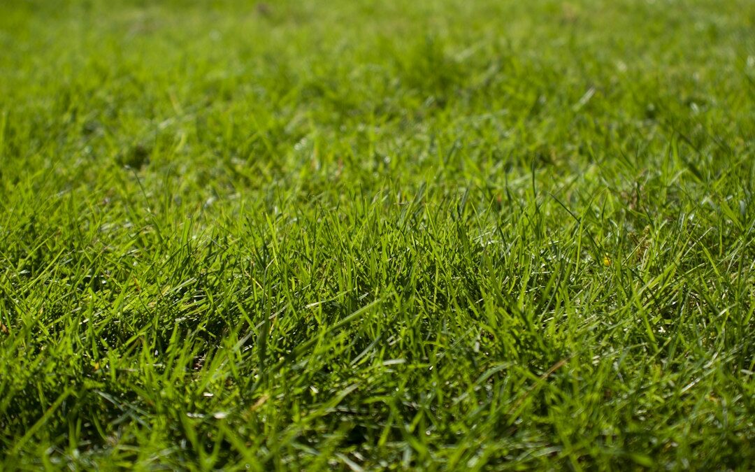 grass itch relief
