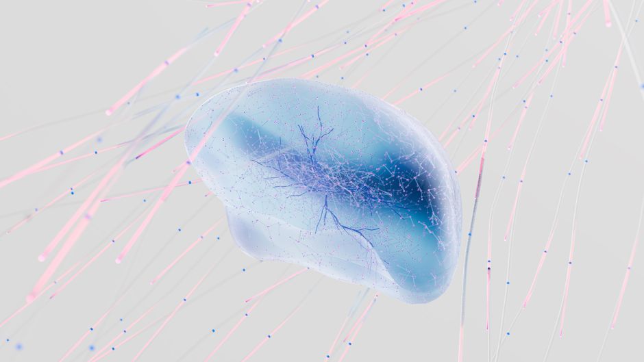 brain body connectivity and neural pathways