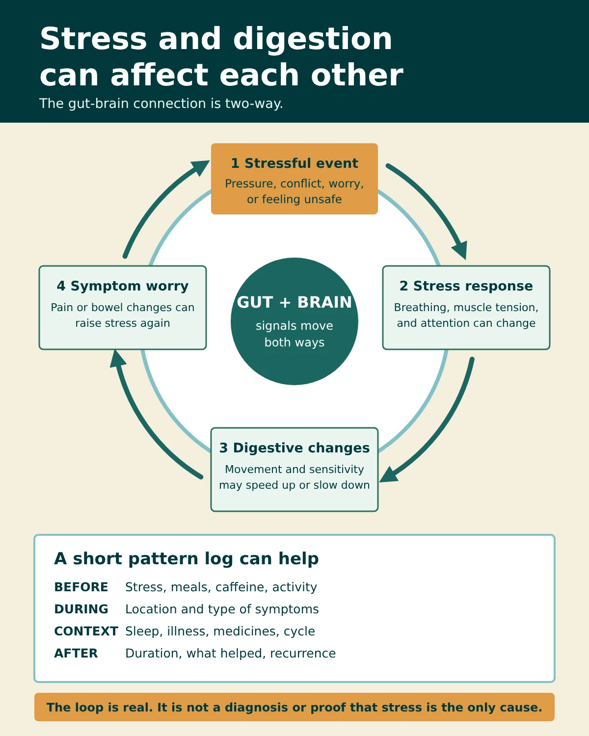 Infographic answering why does stress make my stomach hurt: a four-step gut-brain loop of stressful event, stress response, digestive changes, and symptom worry, plus a short pattern log
